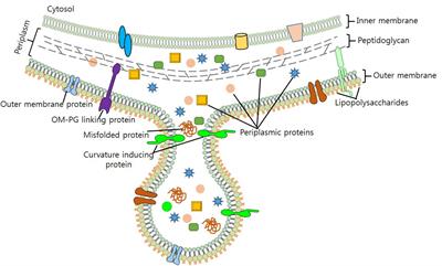 Outer Membrane Vesicles (OMVs) of Gram-negative Bacteria: A Perspective Update